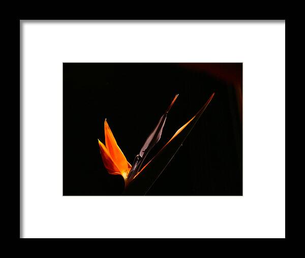 Bird Of Paradise Framed Print featuring the photograph I love you by Evelyn Tambour