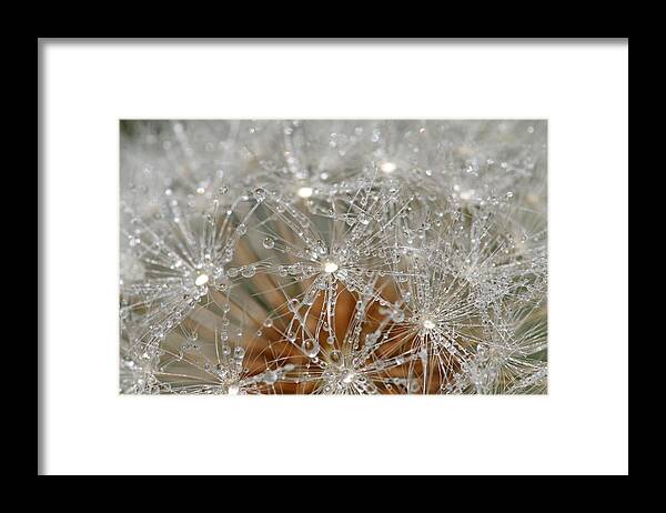 Dandelion Framed Print featuring the photograph I Might've Gone to Seed But I Still Know How to Party by Peggy Collins