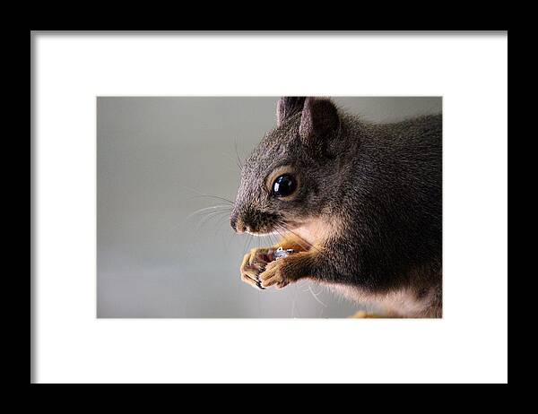 Mammals Framed Print featuring the photograph I open the seed like this by Kym Backland