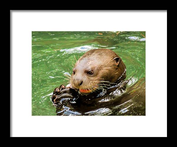 Otter Framed Print featuring the photograph I otter eat it by George Kenhan