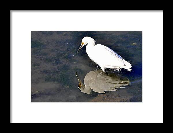 Birds Framed Print featuring the photograph I See Me by AJ Schibig
