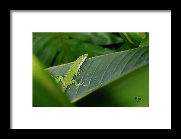 Gecko Framed Print featuring the photograph I See U by Arthur Fix