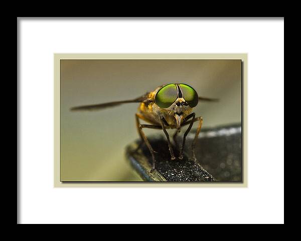 Flies Framed Print featuring the photograph I see you 001 by Kevin Chippindall