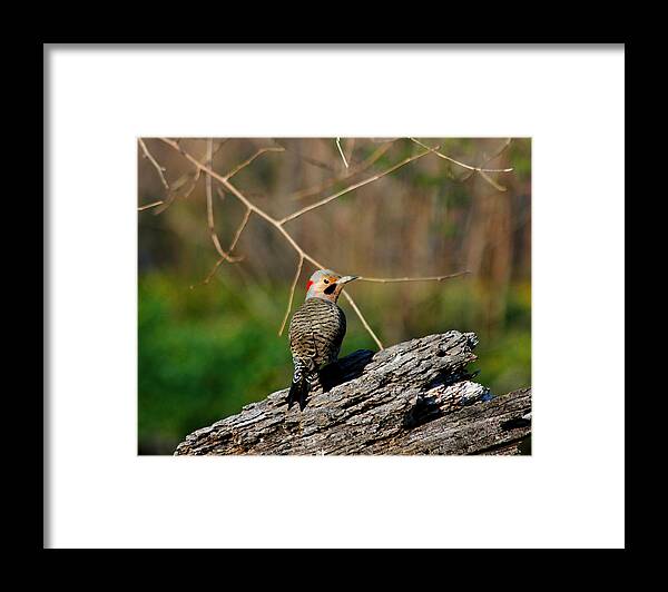 Flicker Framed Print featuring the photograph I See You by David Armstrong