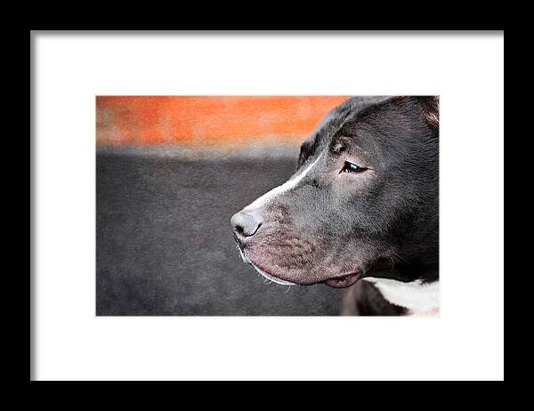 Dog Framed Print featuring the photograph I want to be everything you never knew you wanted by Kelley Nelson