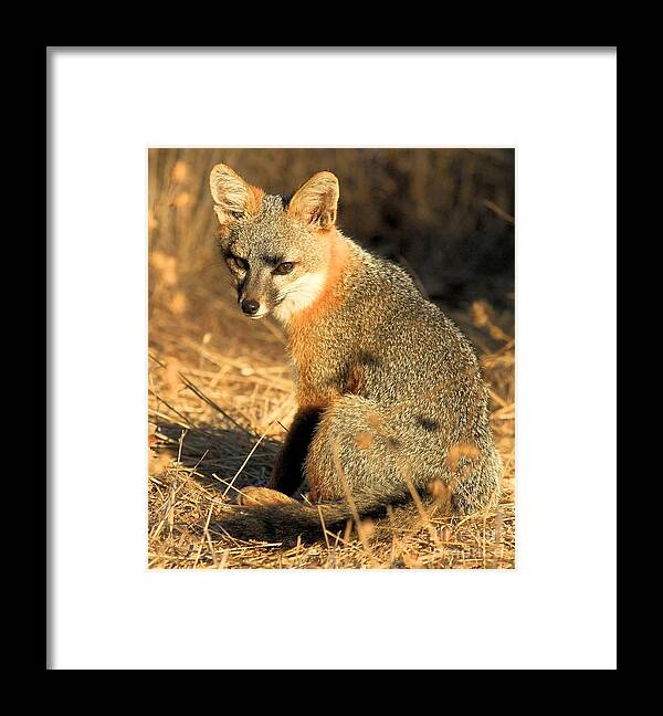 Channel Islands Fox Framed Print featuring the photograph I Will Steal Your Food by Adam Jewell