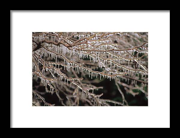 00201783 Framed Print featuring the photograph Ice And Icicles Covering Tree Branches by Gerry Ellis