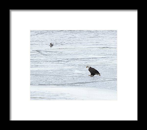 American Bald Eagle Framed Print featuring the photograph Ice Flow Rest by Coby Cooper