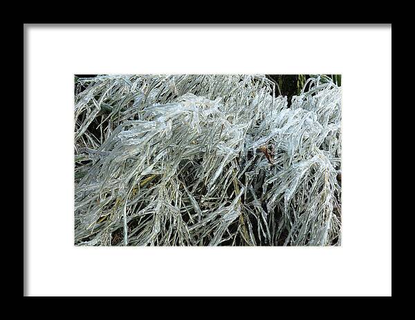 Ice Framed Print featuring the photograph Ice On Bamboo Leaves by Daniel Reed