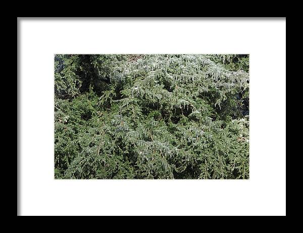Ice Framed Print featuring the photograph Ice On Eastern Red Cedar by Daniel Reed