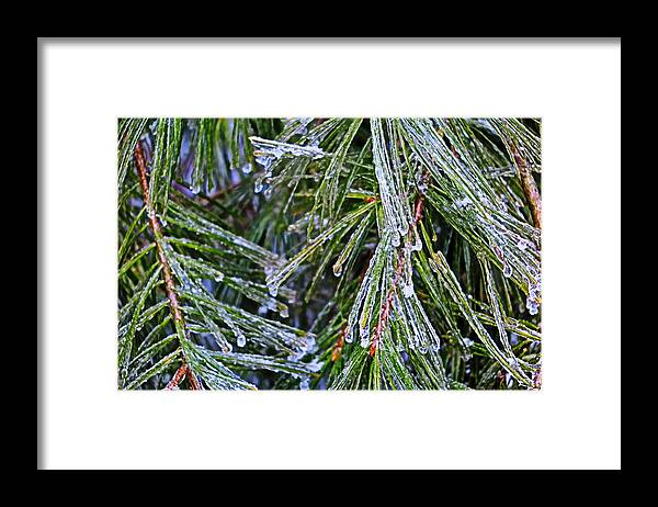 Ice Framed Print featuring the photograph Ice On Pine Needles by Daniel Reed
