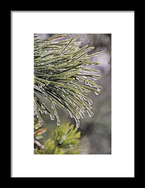 April Framed Print featuring the photograph Ice Storm Remnants Vll by Theo OConnor
