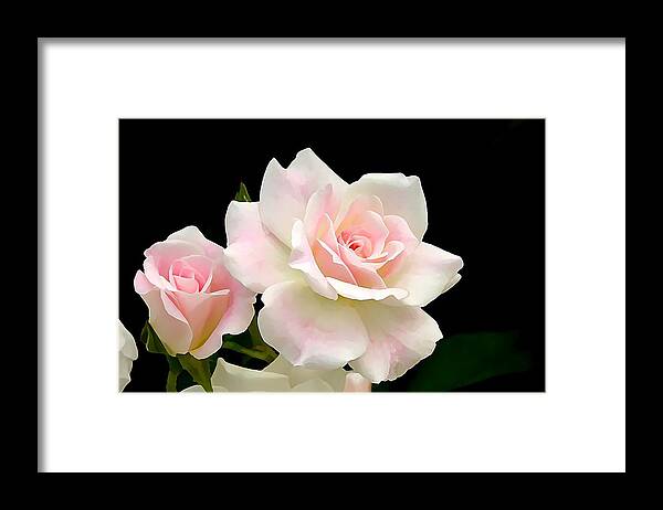Floral Framed Print featuring the photograph Iceberg by Jean Connor
