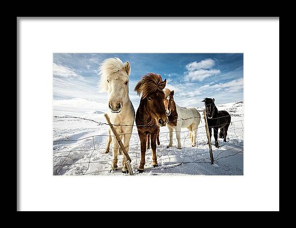 Landscape Framed Print featuring the photograph Icelandic Hair Style by Mike Leske