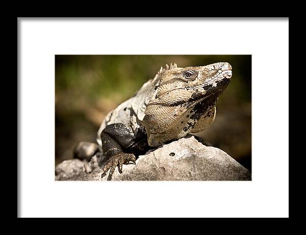 Caribbean Framed Print featuring the photograph Iguana by John Magyar Photography