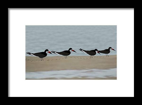 Birds Framed Print featuring the painting Il Quatro Merli by Jann Paxton