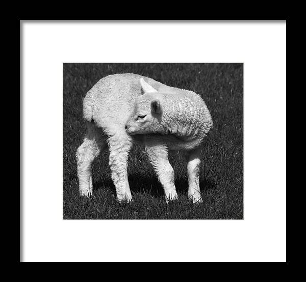 Mono Framed Print featuring the photograph I'll get that itch by Meirion Matthias