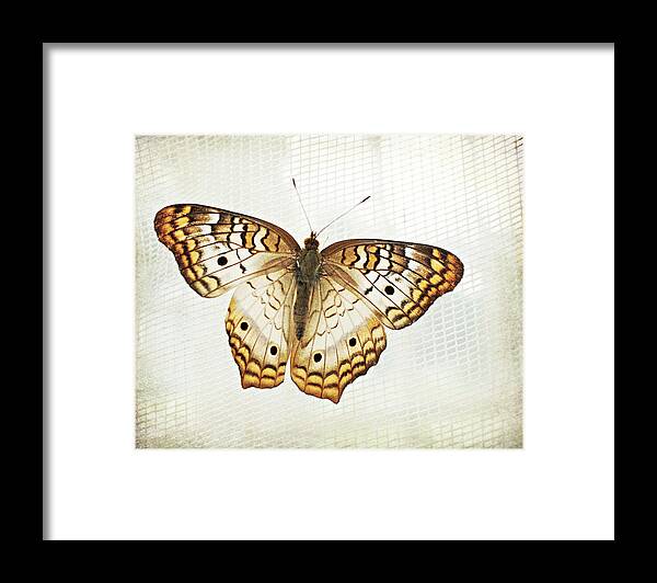 Butterfly Photograph Framed Print featuring the photograph Illuminated Wings by Lupen Grainne