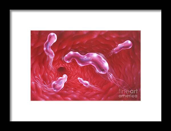 Art Framed Print featuring the photograph Illustration Showing H-pylori Bacteria by Jim Dowdalls
