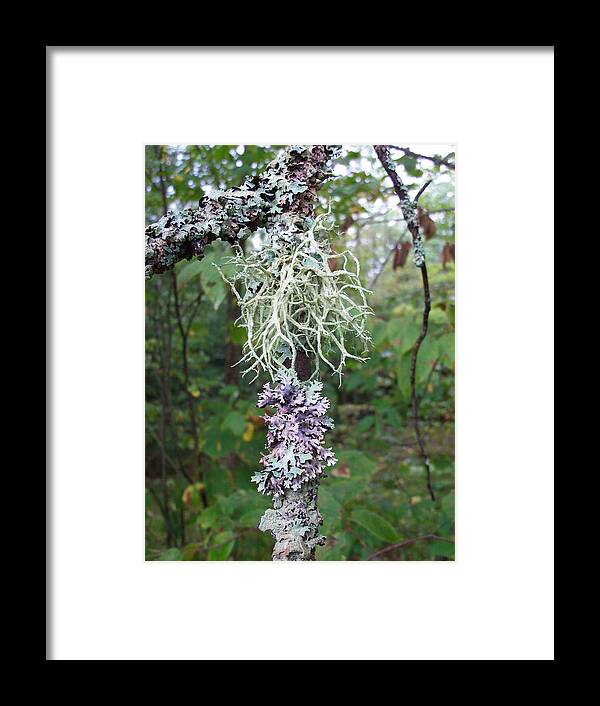 Nature Framed Print featuring the photograph I'm liken this Lichen by David Pickett