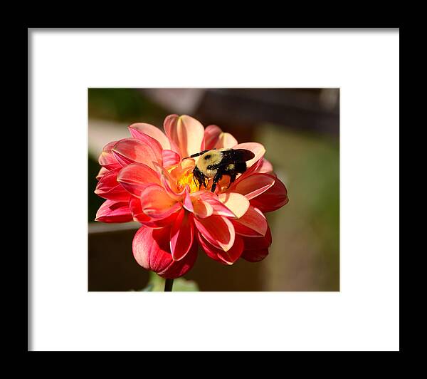 Dahlia Framed Print featuring the photograph I'm on the new Pollen Diet by Lori Tambakis