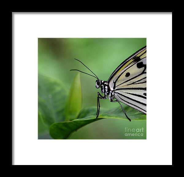 Paper Kite Framed Print featuring the photograph I'm ready for my close-up by Ruth Jolly