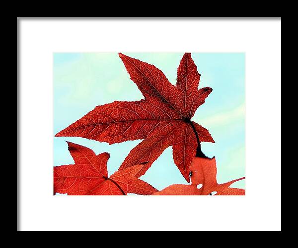 Autumn Framed Print featuring the photograph I'm ready for my closeup by Janice Drew