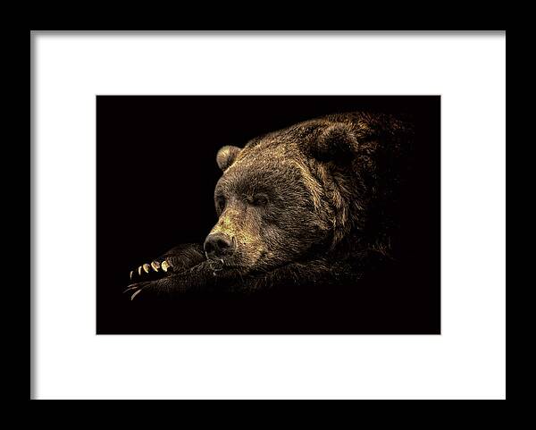 Alaska Framed Print featuring the photograph I'm Watching You by Ghostwinds Photography