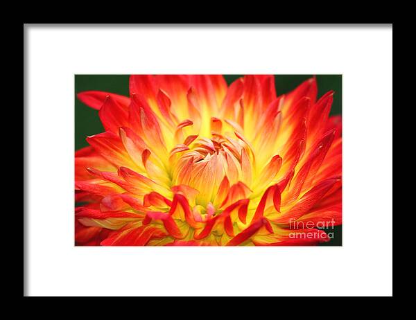 Flower Framed Print featuring the photograph Img 0023 Flor En Rojo Detalle by Francisco Pulido