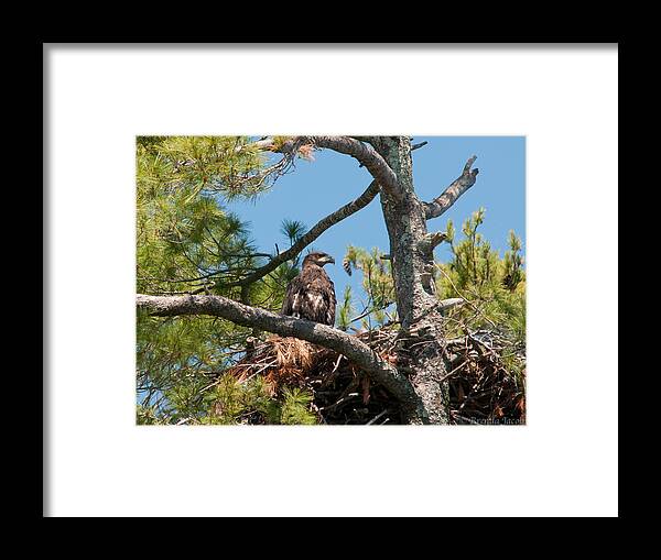 Bald Eagle Framed Print featuring the photograph Immature Bald Eagle by Brenda Jacobs