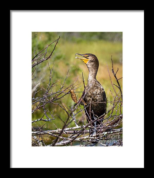Everglades National Park Framed Print featuring the photograph Immature Cormorant by Ronald Lutz