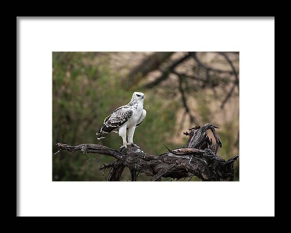 Kenya Framed Print featuring the photograph Immature Martial Eagle by Ken Petch