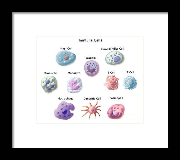 Immune Cells Framed Print featuring the photograph Immune Cells, Illustration by Spencer Sutton