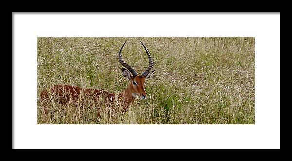 Impala Framed Print featuring the photograph Impala camo by Joseph G Holland