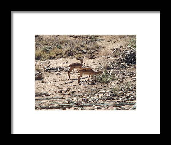 Impala Framed Print featuring the photograph Impala near Red River by Karen j Kobrin Cohen