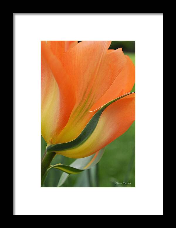 Tulips Framed Print featuring the photograph Imperfect beauty by Felicia Tica