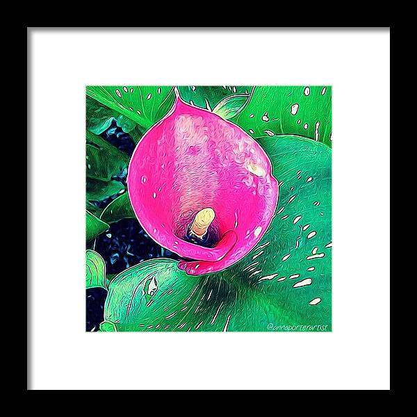 Mybest_edit Framed Print featuring the photograph Impertinent, Calla Lily From My Garden by Anna Porter