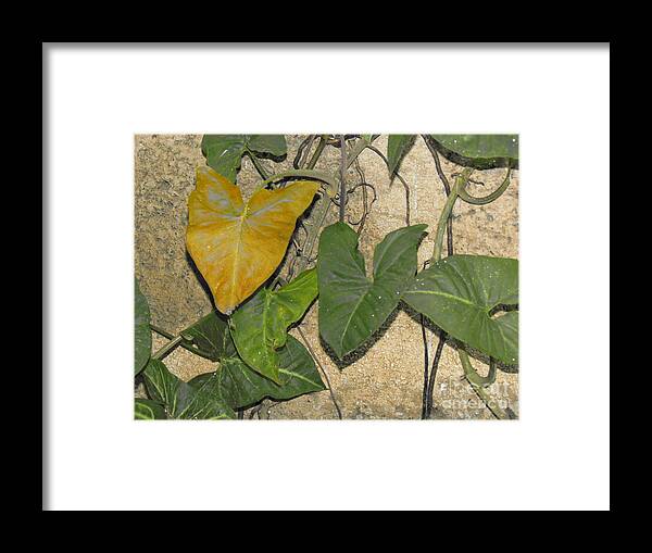 Leaves Framed Print featuring the photograph Imposter by Rajesh Nagalingum Vythilingum