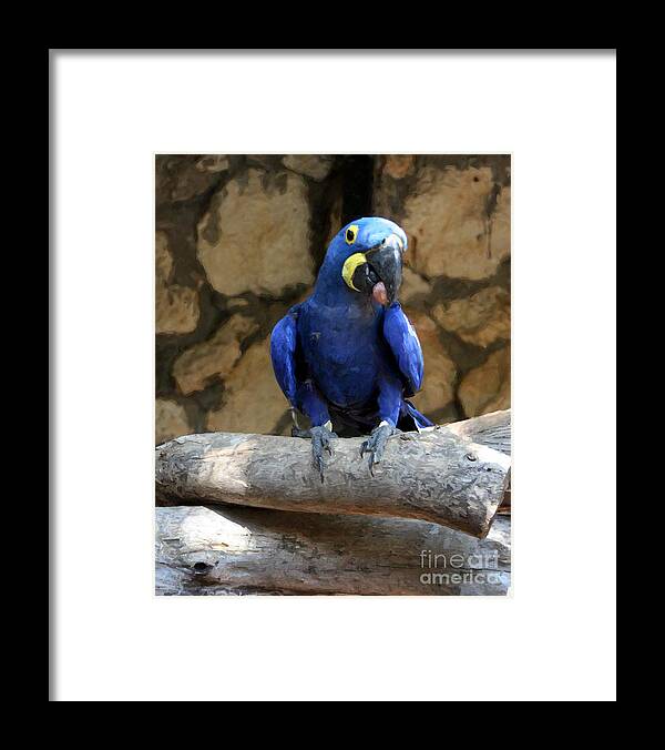 Birds Framed Print featuring the photograph Blue Macaw by Doc Braham