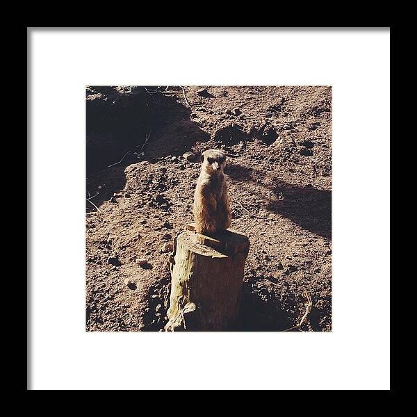 Meercat Framed Print featuring the photograph Impromptu Visit To The Zoo! #meercat by Princess White