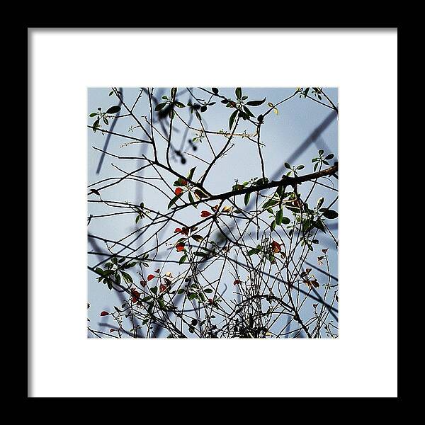Awe Framed Print featuring the photograph In #awe Of #beauty Around Us. It's by Leon Traazil
