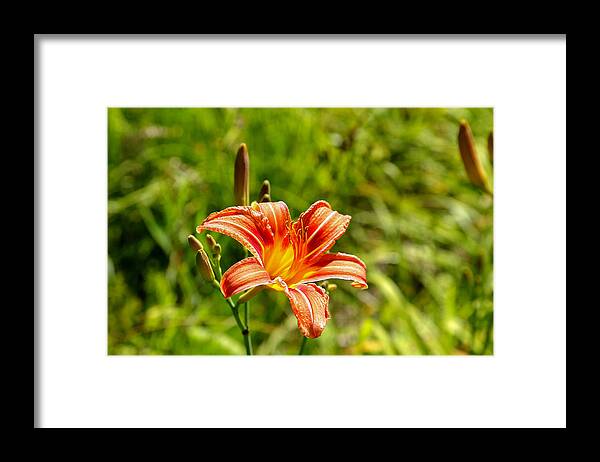Orange Framed Print featuring the photograph In Bloom by Jimmy McDonald