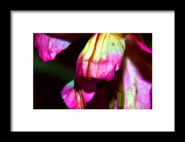 Environment Framed Print featuring the photograph In Color by J Riley Johnson