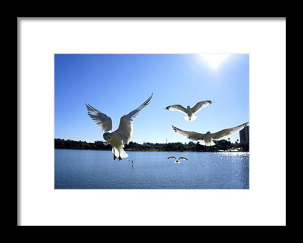 Seagull Framed Print featuring the photograph In Flight by Laurie Perry