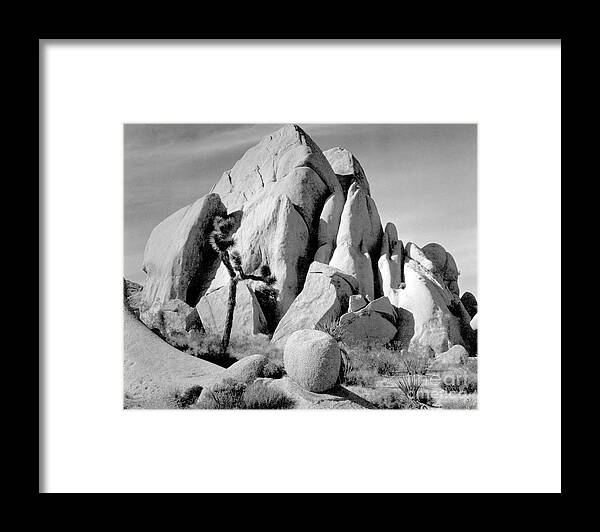 Black And White Framed Print featuring the photograph In Joshua Tree National Monument 1942 by Ansel Adams