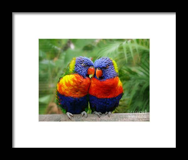 Parrots Framed Print featuring the photograph In Love Lorikeets by Peggy Franz