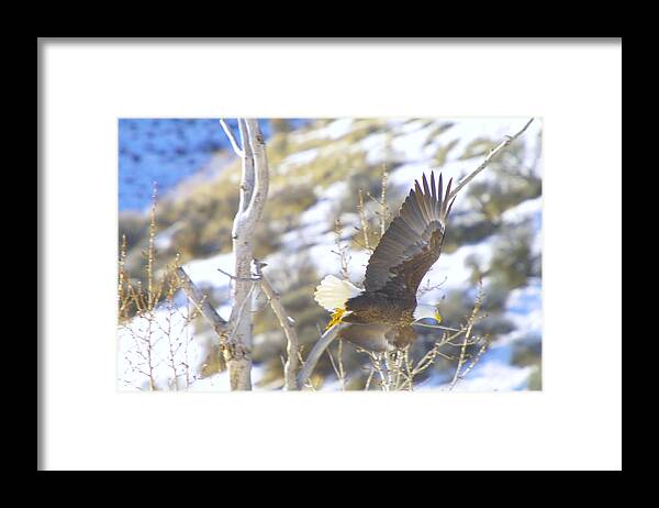 Eagles Framed Print featuring the photograph In Take Off by Jeff Swan