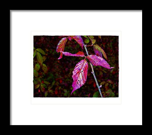 Blackberry Framed Print featuring the photograph In the Briar Patch by Judi Bagwell
