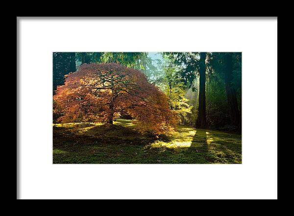 Japanese Maple Framed Print featuring the photograph In the Gentle Autumn Light by Don Schwartz