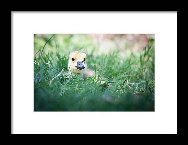 Bird Framed Print featuring the photograph In The Grass by Priya Ghose